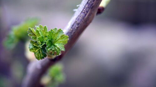 Une forêt urbaine à Margency