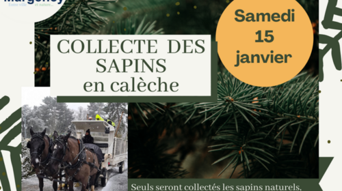 Collecte des sapins