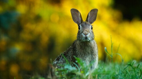 Chasse aux œufs de Pâques