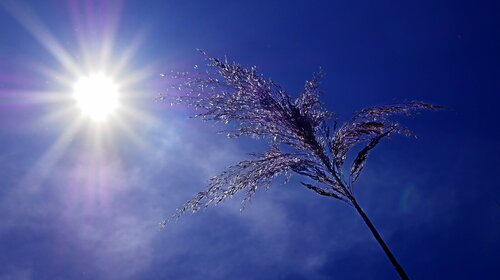 Prévention canicule