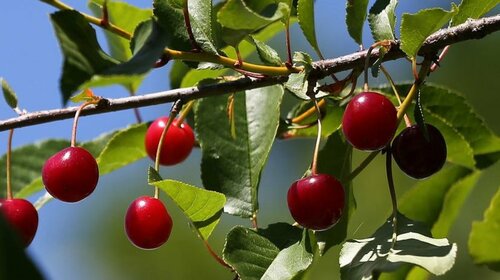 Conférence Les cerises de Montmorency