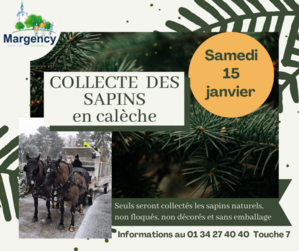 Collecte des sapins