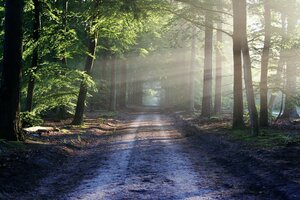 Coupes sanitaires - Forêt de Montmorency