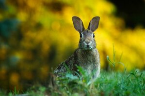 Chasse aux œufs de Pâques