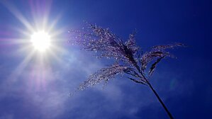 Prévention canicule