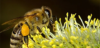 Le GAM (Apiculture)